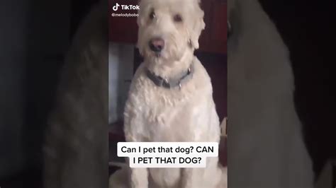 The ‘can I pet that dog’ TikTok was originally posted by a user called @kayholleyy on October 2nd 2019, and it became a firm favourite amongst viewers. The video, which gained millions of views and went viral on social media, shows an adorable little boy asking to pet his new dog before he goes to bed.